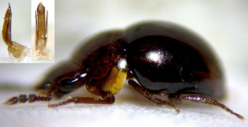 Réf. 270 796 : Agathidium varians